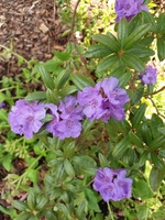 Rhododendron hippophaeoides 